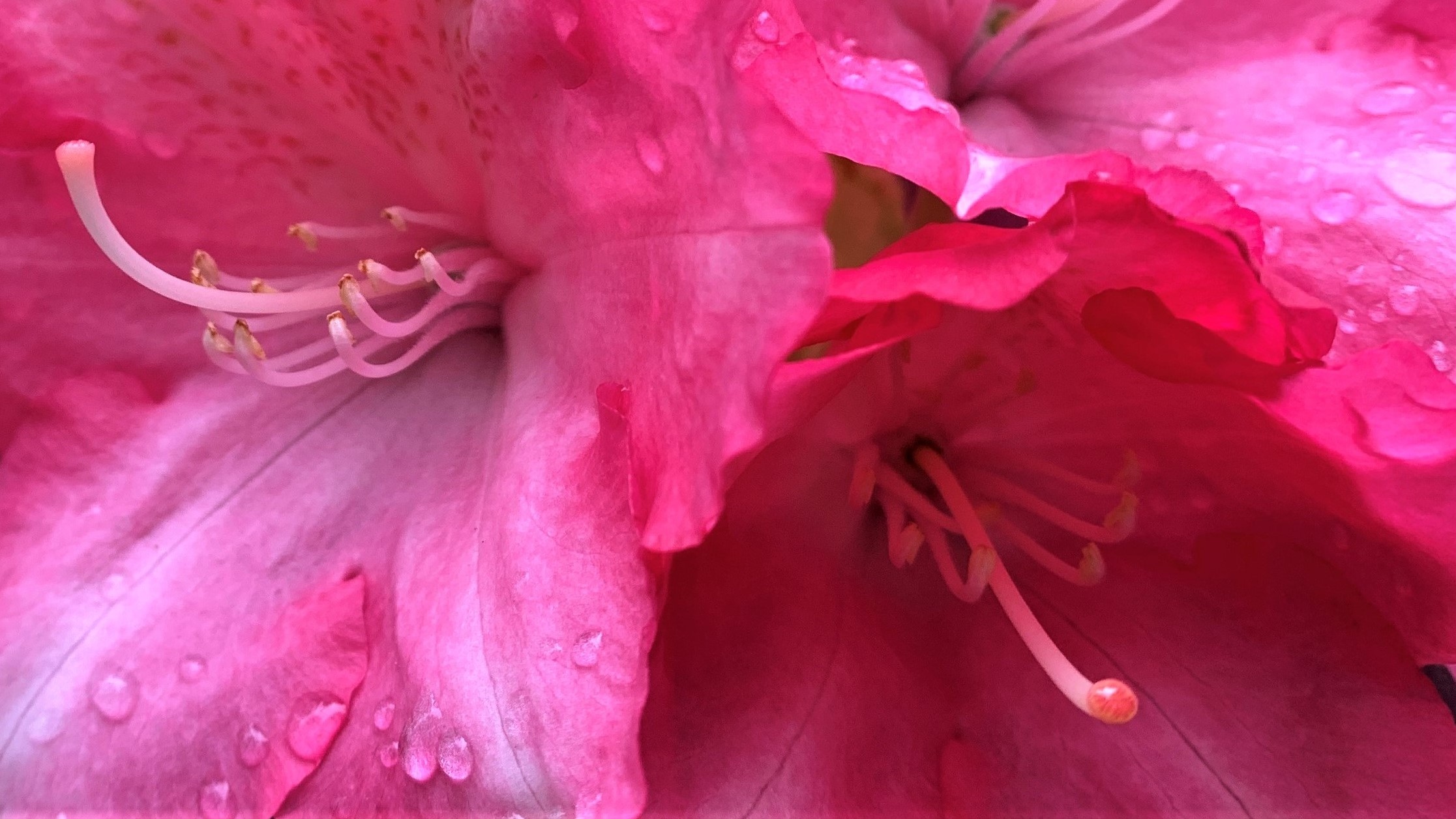 FLOWER 16
